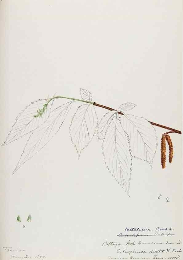 Reproducción/Reproduction 48788006012: [Water-color sketches of plants of North America and Europe]. . 