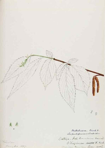 Reproducción/Reproduction 48788006012: [Water-color sketches of plants of North America and Europe]. . 