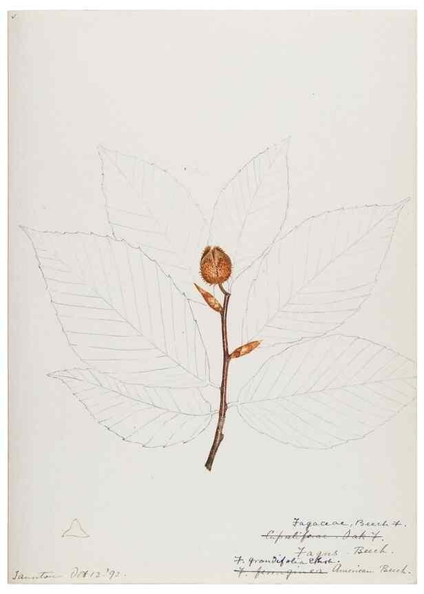 Reproducción/Reproduction 48788009697: [Water-color sketches of plants of North America and Europe]. . 