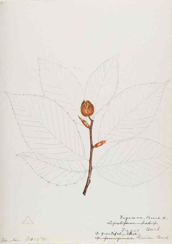 Reproducción/Reproduction 48788009697: [Water-color sketches of plants of North America and Europe]. . 