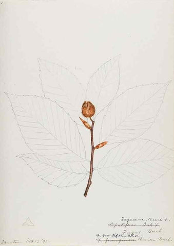Reproducción/Reproduction 48788009697: [Water-color sketches of plants of North America and Europe]. . 