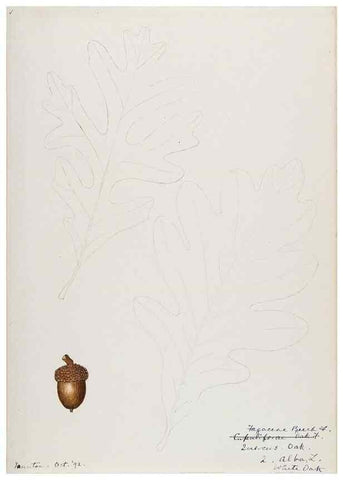 Reproducción/Reproduction 48788010477: [Water-color sketches of plants of North America and Europe]. . 