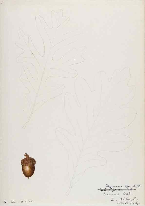 Reproducción/Reproduction 48788010477: [Water-color sketches of plants of North America and Europe]. . 
