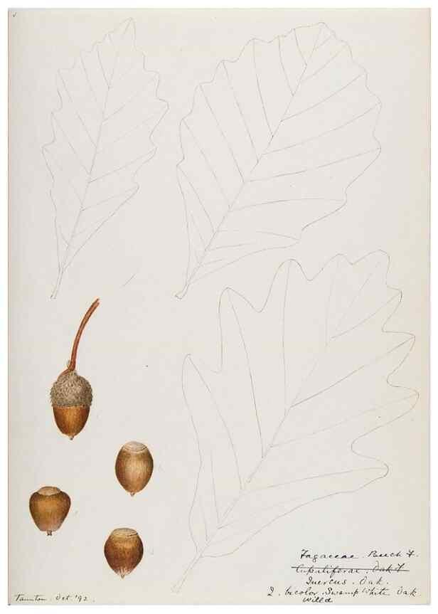 Reproducción/Reproduction 48787860986: [Water-color sketches of plants of North America and Europe]. . 