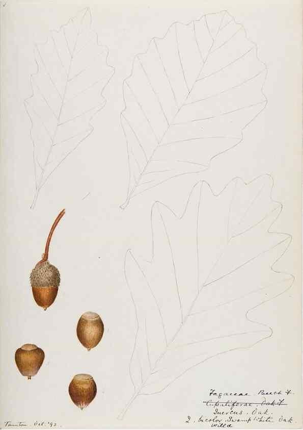 Reproducción/Reproduction 48787860986: [Water-color sketches of plants of North America and Europe]. . 