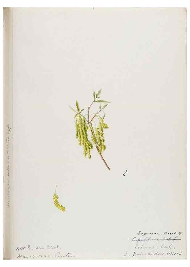 Reproducción/Reproduction 48787500478: [Water-color sketches of plants of North America and Europe]. . 