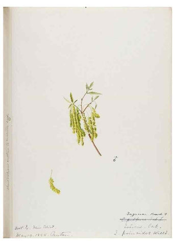 Reproducción/Reproduction 48787500478: [Water-color sketches of plants of North America and Europe]. . 