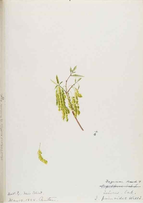 Reproducción/Reproduction 48787500478: [Water-color sketches of plants of North America and Europe]. . 