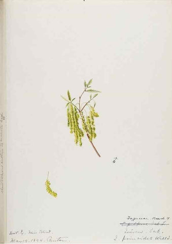 Reproducción/Reproduction 48787500478: [Water-color sketches of plants of North America and Europe]. . 