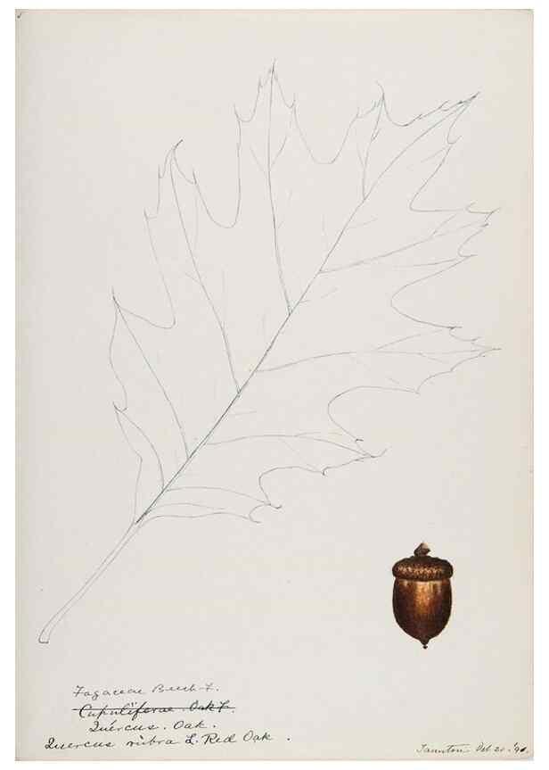 Reproducción/Reproduction 48787861891: [Water-color sketches of plants of North America and Europe]. . 