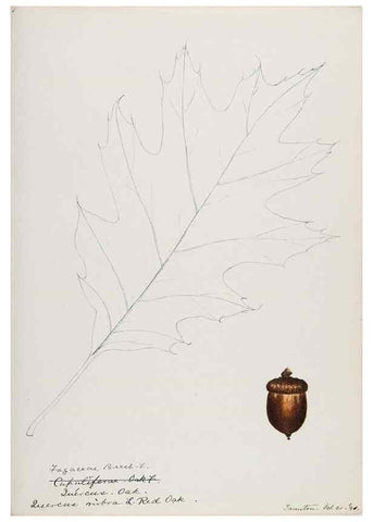 Reproducción/Reproduction 48787861891: [Water-color sketches of plants of North America and Europe]. . 