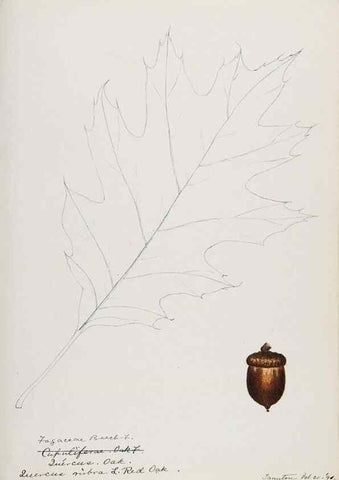 Reproducción/Reproduction 48787861891: [Water-color sketches of plants of North America and Europe]. . 