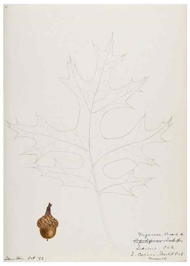 Reproducción/Reproduction 48788012032: [Water-color sketches of plants of North America and Europe]. . 