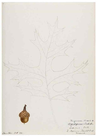 Reproducción/Reproduction 48788012032: [Water-color sketches of plants of North America and Europe]. . 