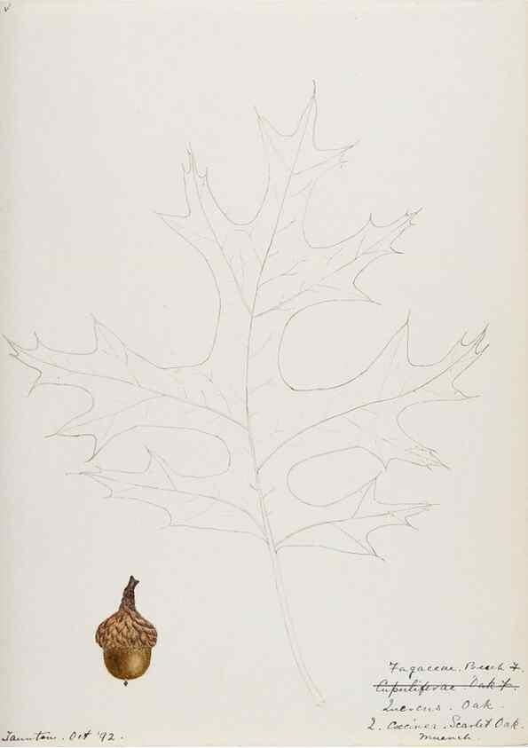 Reproducción/Reproduction 48788012032: [Water-color sketches of plants of North America and Europe]. . 