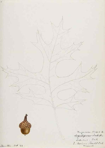 Reproducción/Reproduction 48788012032: [Water-color sketches of plants of North America and Europe]. . 
