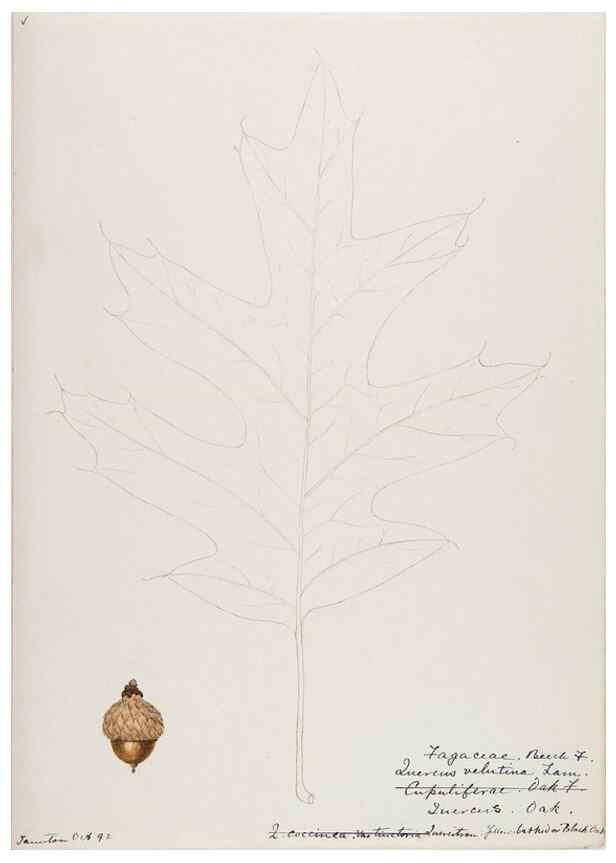 Reproducción/Reproduction 48787862496: [Water-color sketches of plants of North America and Europe]. . 