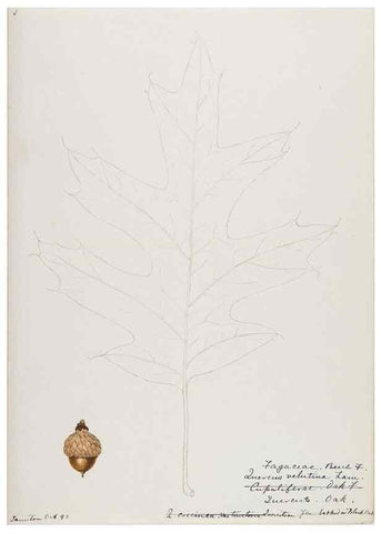 Reproducción/Reproduction 48787862496: [Water-color sketches of plants of North America and Europe]. . 