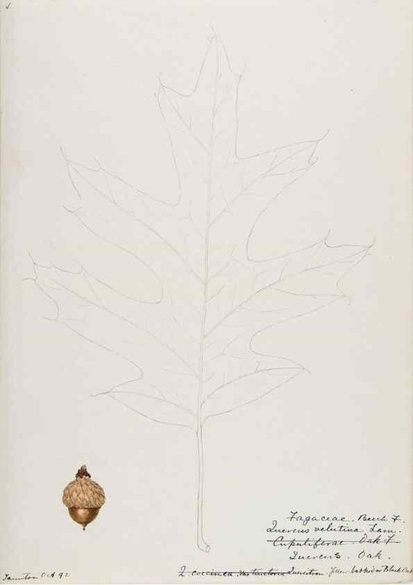 Reproducción/Reproduction 48787862496: [Water-color sketches of plants of North America and Europe]. . 