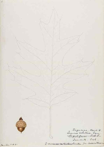Reproducción/Reproduction 48787862496: [Water-color sketches of plants of North America and Europe]. . 
