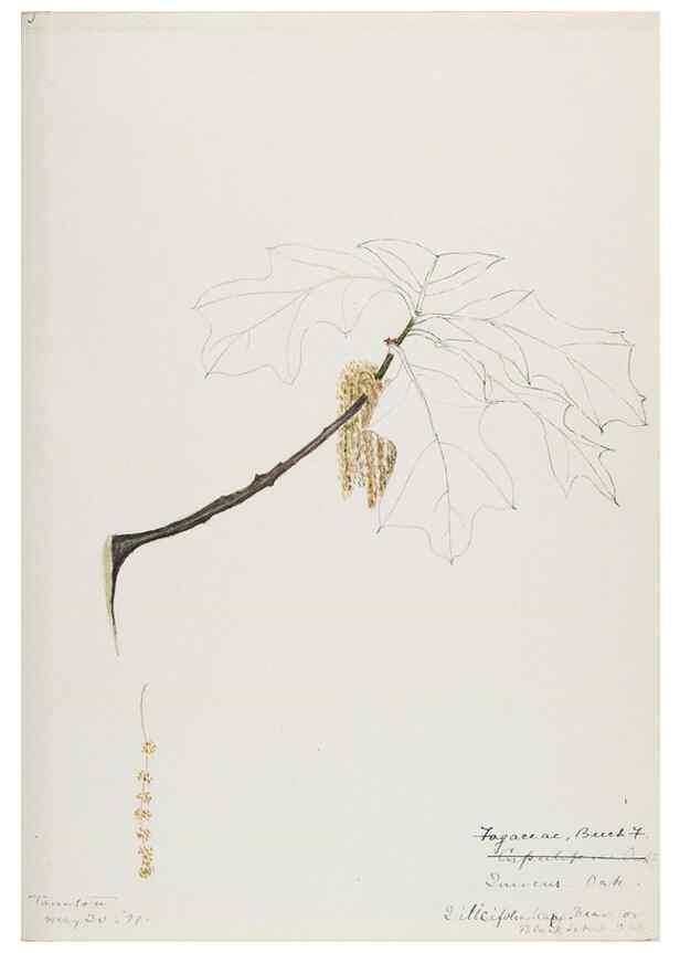 Reproducción/Reproduction 48787862781: [Water-color sketches of plants of North America and Europe]. . 