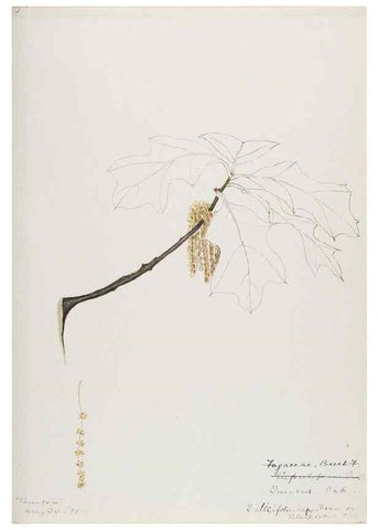 Reproducción/Reproduction 48787862781: [Water-color sketches of plants of North America and Europe]. . 
