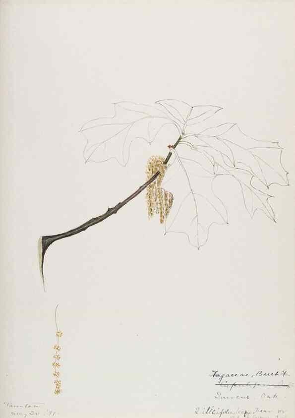 Reproducción/Reproduction 48787862781: [Water-color sketches of plants of North America and Europe]. . 