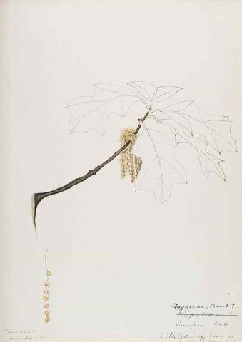 Reproducción/Reproduction 48787862781: [Water-color sketches of plants of North America and Europe]. . 