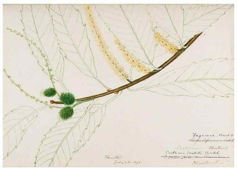 Reproducción/Reproduction 48788009957: [Water-color sketches of plants of North America and Europe]. . 