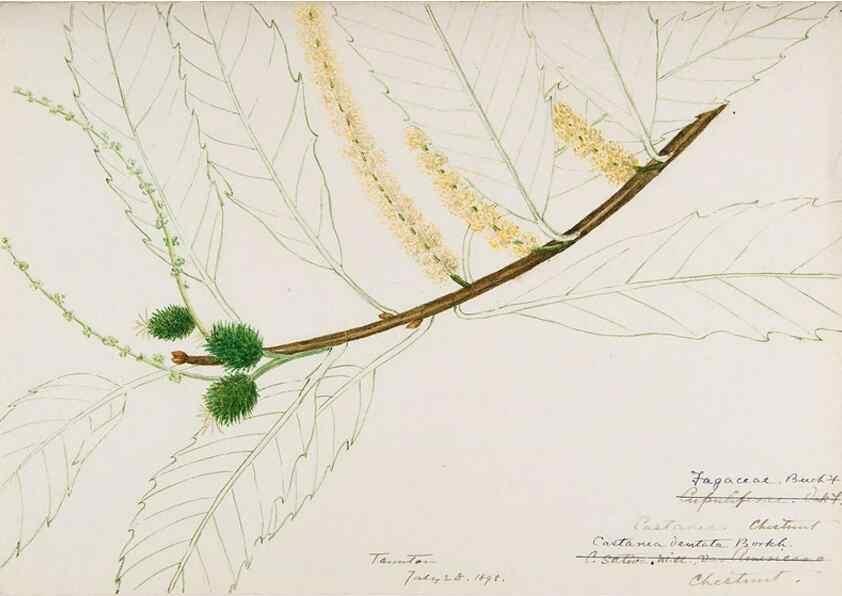 Reproducción/Reproduction 48788009957: [Water-color sketches of plants of North America and Europe]. . 