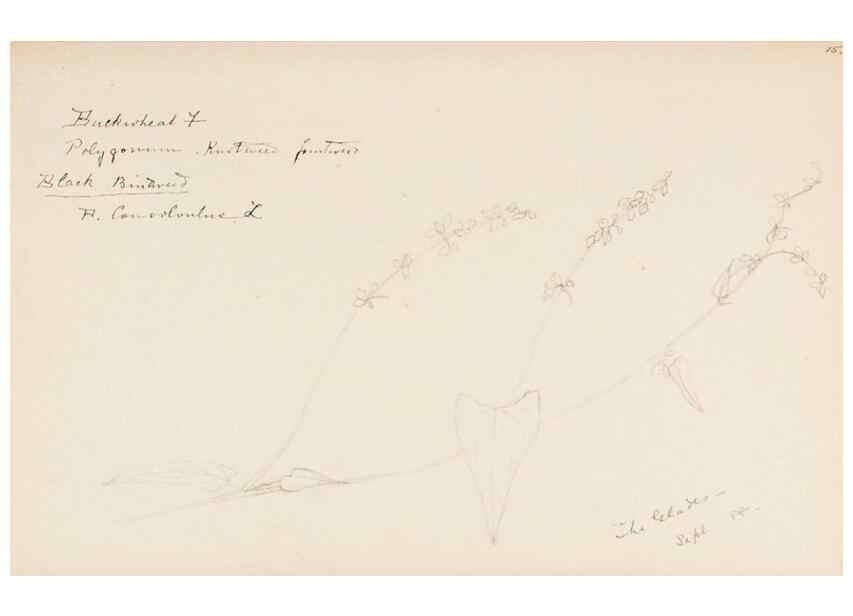Reproducción/Reproduction 48787987681: [Water-color sketches of plants of North America and Europe]. . 