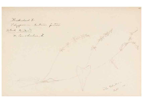 Reproducción/Reproduction 48787987681: [Water-color sketches of plants of North America and Europe]. . 