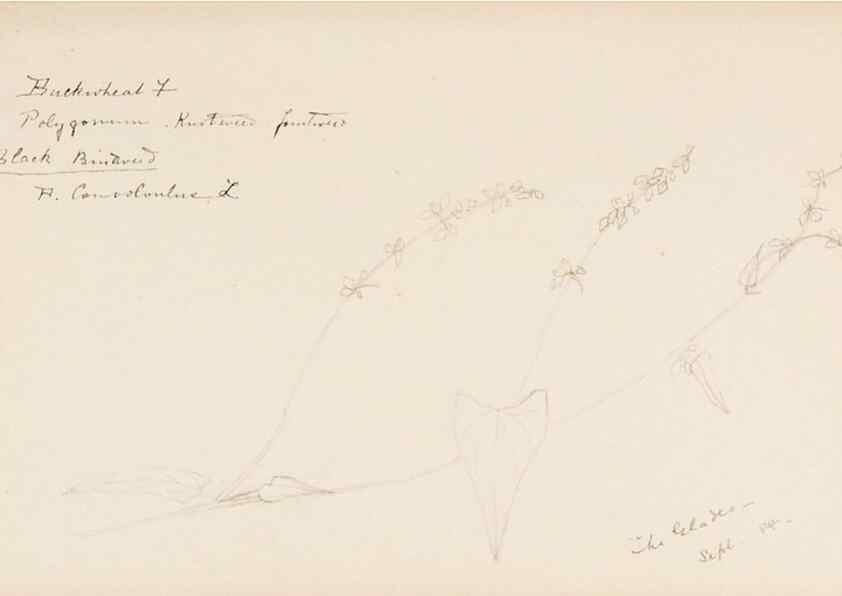 Reproducción/Reproduction 48787987681: [Water-color sketches of plants of North America and Europe]. . 