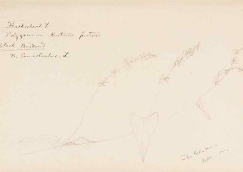 Reproducción/Reproduction 48787987681: [Water-color sketches of plants of North America and Europe]. . 