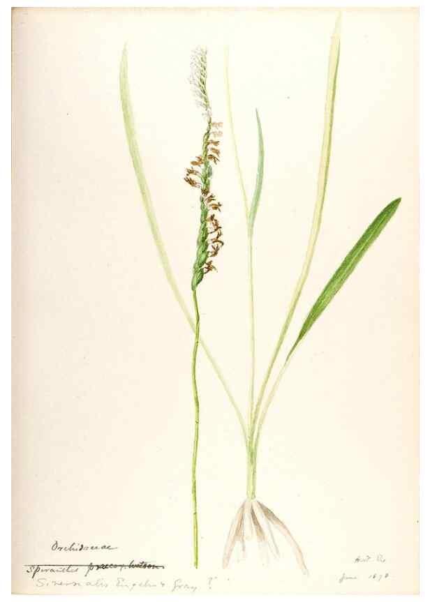 Reproducción/Reproduction 48787970012: [Water-color sketches of plants of North America and Europe]. . 