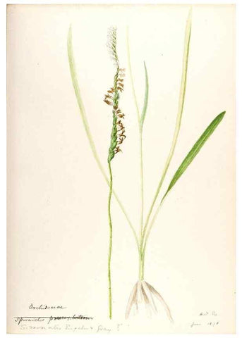 Reproducción/Reproduction 48787970012: [Water-color sketches of plants of North America and Europe]. . 