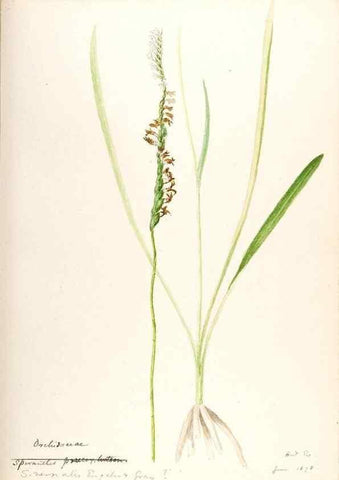 Reproducción/Reproduction 48787970012: [Water-color sketches of plants of North America and Europe]. . 