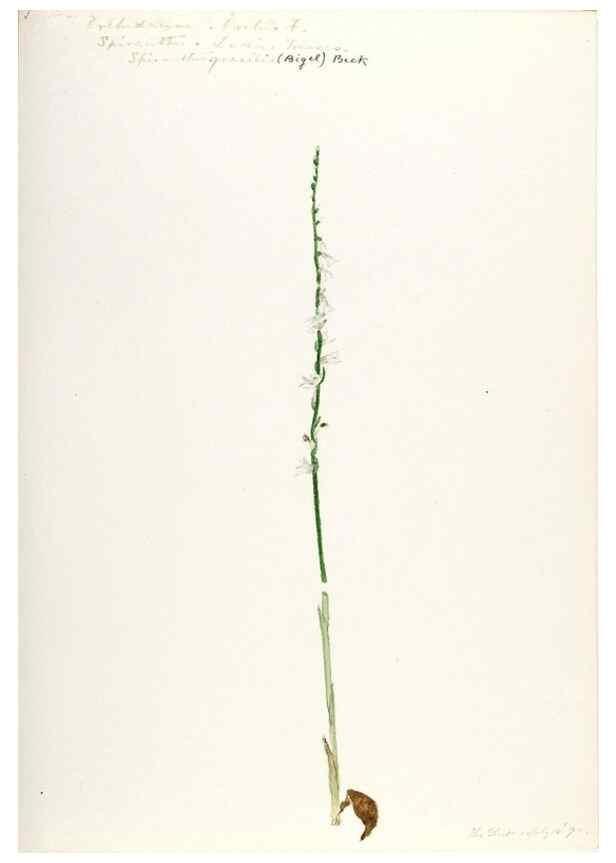 Reproducción/Reproduction 48787819806: [Water-color sketches of plants of North America and Europe]. . 
