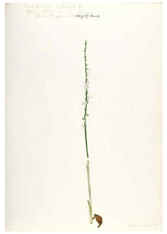 Reproducción/Reproduction 48787819806: [Water-color sketches of plants of North America and Europe]. . 