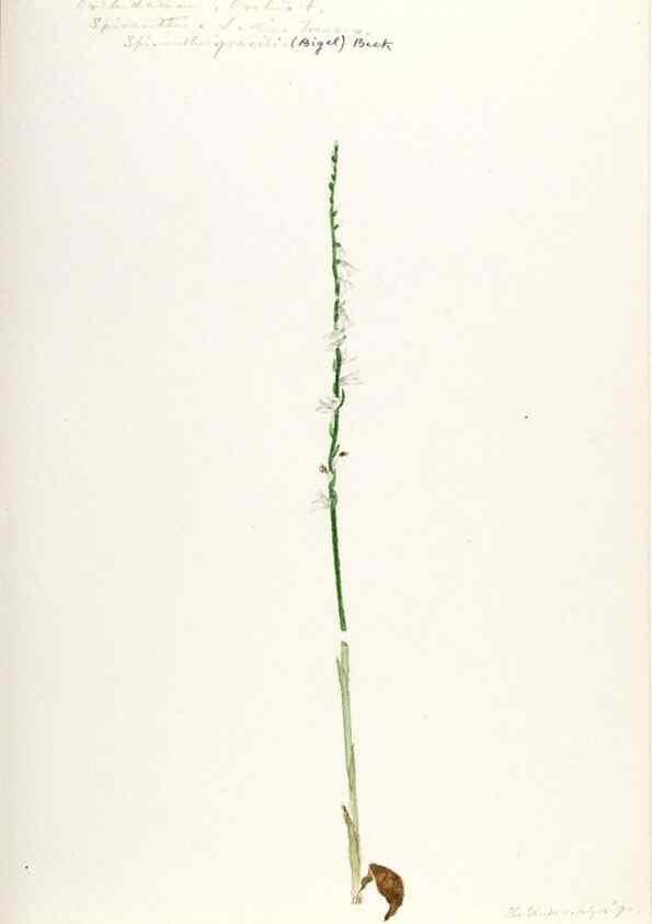 Reproducción/Reproduction 48787819806: [Water-color sketches of plants of North America and Europe]. . 