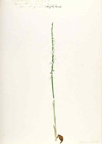 Reproducción/Reproduction 48787819806: [Water-color sketches of plants of North America and Europe]. . 