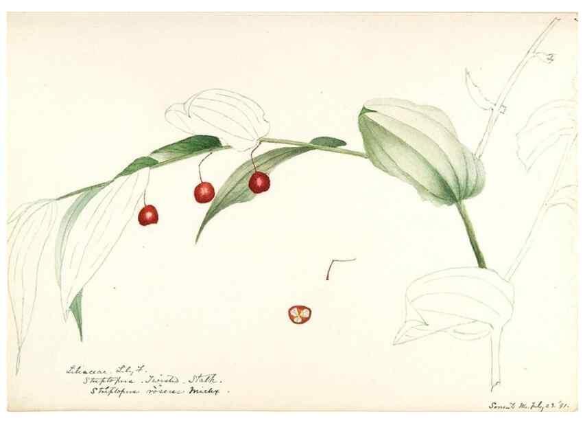 Reproducción/Reproduction 48787782456: [Water-color sketches of plants of North America and Europe]. . 