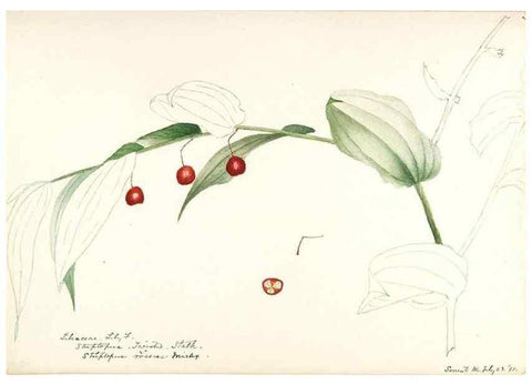 Reproducción/Reproduction 48787782456: [Water-color sketches of plants of North America and Europe]. . 