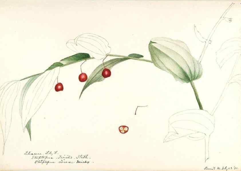 Reproducción/Reproduction 48787782456: [Water-color sketches of plants of North America and Europe]. . 