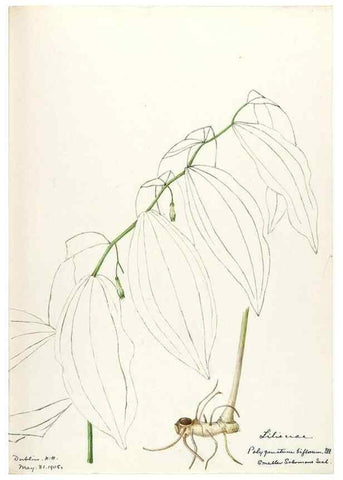 Reproducción/Reproduction 48787932872: [Water-color sketches of plants of North America and Europe]. . 