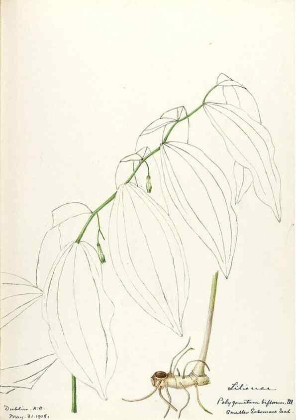 Reproducción/Reproduction 48787932872: [Water-color sketches of plants of North America and Europe]. . 