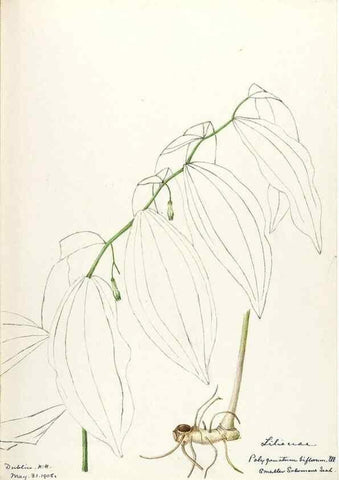 Reproducción/Reproduction 48787932872: [Water-color sketches of plants of North America and Europe]. . 