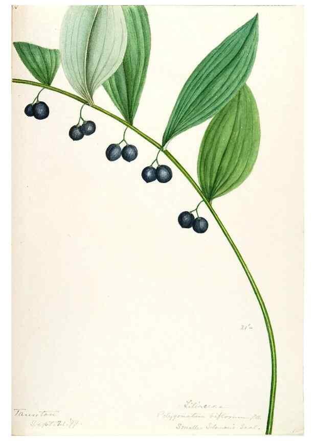 Reproducción/Reproduction 48787933197: [Water-color sketches of plants of North America and Europe]. . 