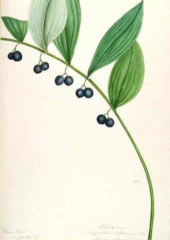 Reproducción/Reproduction 48787933197: [Water-color sketches of plants of North America and Europe]. . 