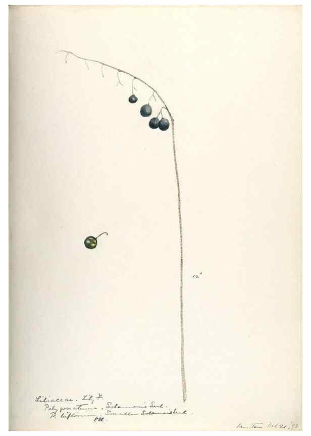 Reproducción/Reproduction 48787783421: [Water-color sketches of plants of North America and Europe]. . 